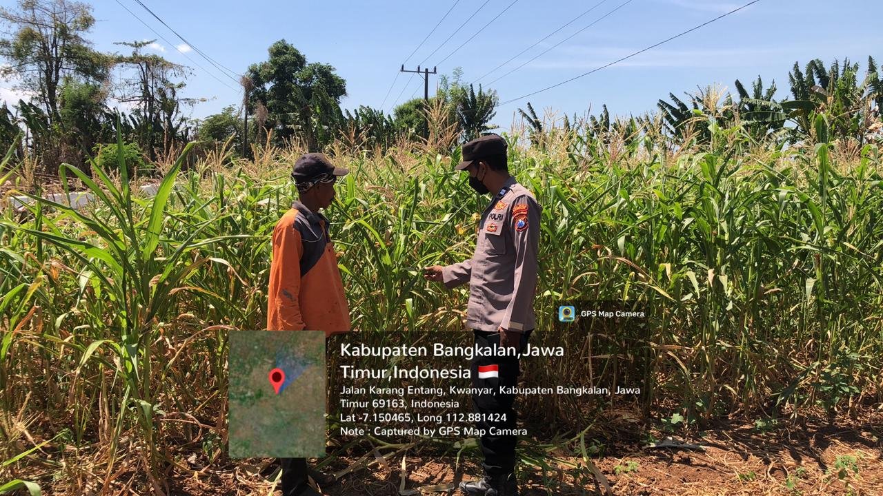 Polsek Kwanyar Dampingi Petani Jagung, Dukung Ketahanan Pangan Nasional