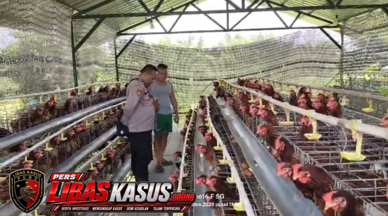 Budidaya Ayam Petelur di Kalisat Berkembang Baik, Bhabinkamtibmas Dukung Ketahanan Pangan