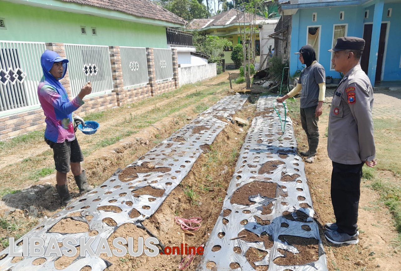 Polsek Nongkojajar Pantau Tanaman Bawang Putih, Dukung Program Ketahanan Pangan Nasiona