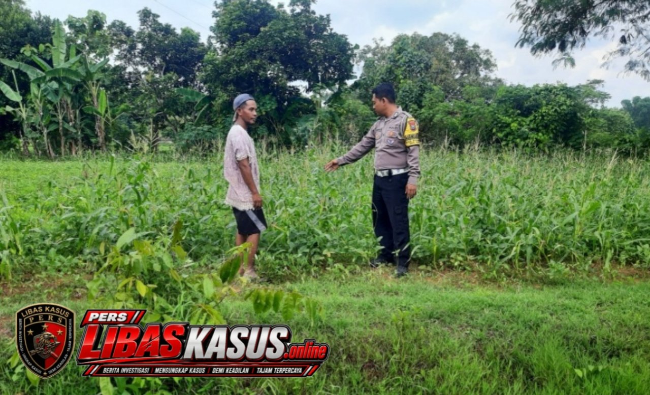 Dukung Ketahanan Pangan, Polsek Blega Aktif Lakukan Perawatan Lahan Jagung Milik Warga